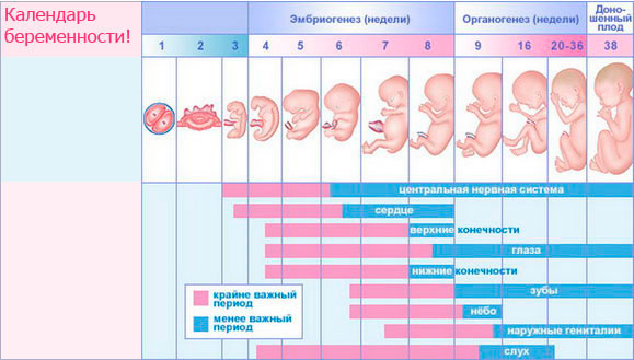 Триместры беременности по неделям: когда начинается и заканчивается каждый, как себя вести?