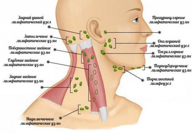 У ребенка увеличены лимфоузлы на затылке: причины воспаления, расположение на голове с фото