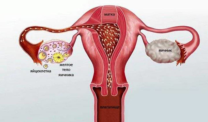 Желтое тело в яичнике – что это такое, когда появляется и исчезает?