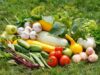 Достоинства домашних эко овощей