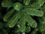 Выбираем искусственную елку