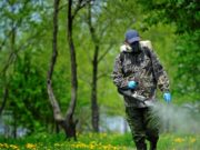 Как избавиться от клещей