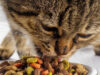 Как правильно кормить кошку сухим кормом