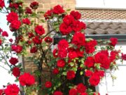 Описание сорта розы Сантана