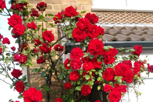 Описание сорта розы Сантана