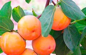 Как вырастить хурму? Особенности выбора саженца, посадки и ухода за ним