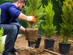 Растения для загородного участка: что выбрать?