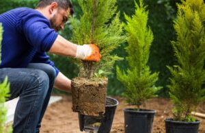 Растения для загородного участка: что выбрать?