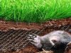 Как избавиться от кротов на участке: использование сетки от кротов