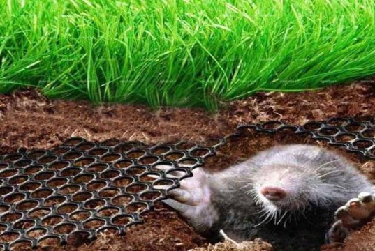 Как избавиться от кротов на участке: использование сетки от кротов