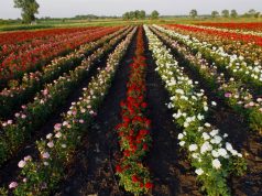 В чем секрет выбора и ухода за саженцами роз