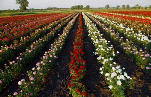 В чем секрет выбора и ухода за саженцами роз