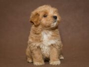 Мальтипу: особенности породы, уход, характер и советы по воспитанию собаки