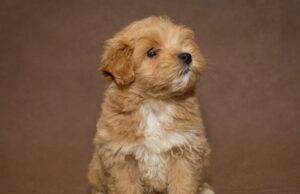 Мальтипу: особенности породы, уход, характер и советы по воспитанию собаки