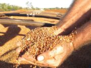 Суданская трава: питательный корм для животных и людей.