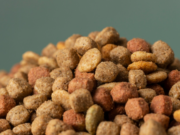 Домашние животные в жизни людей: выбор брендовых товаров и кормов