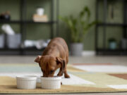 Как правильно перевести собаку на новый рацион: полный гид