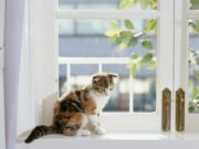 Как помочь питомцу адаптироваться к появлению новорожденного ребёнка