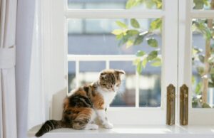 Как помочь питомцу адаптироваться к появлению новорожденного ребёнка