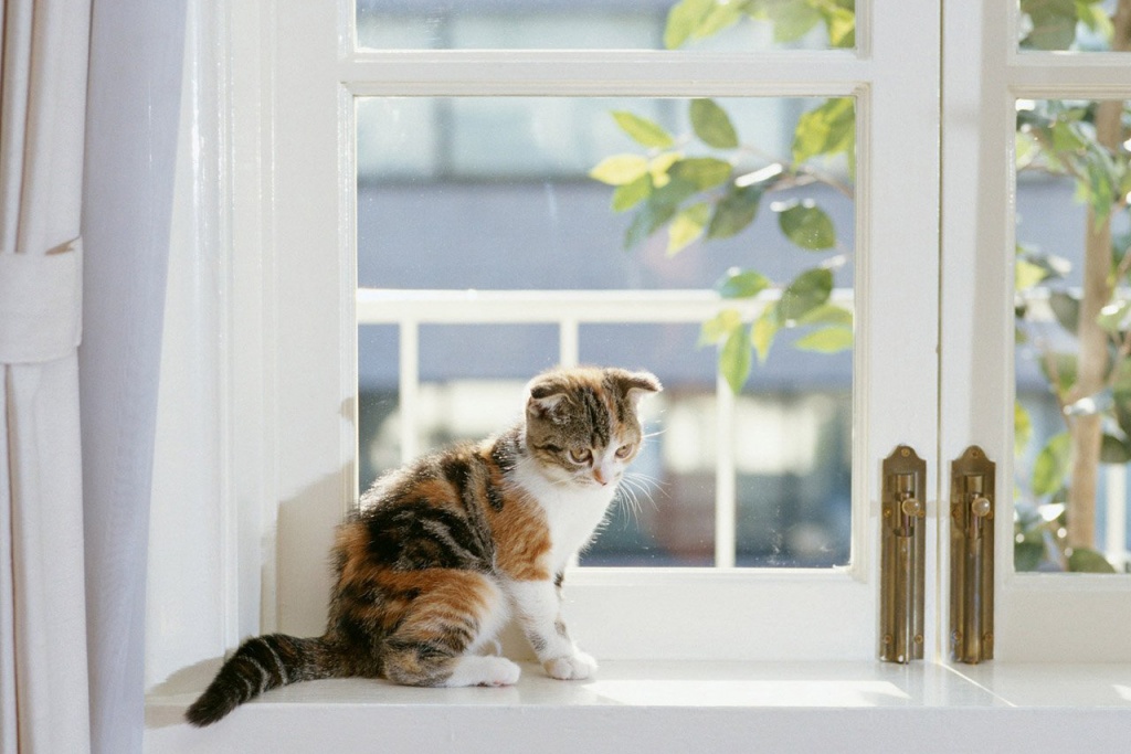 Как помочь питомцу адаптироваться к появлению новорожденного ребёнка