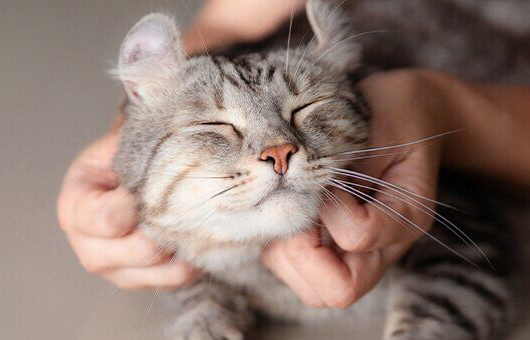 Как помочь питомцу адаптироваться к появлению новорожденного ребёнка